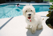 Chien & piscine