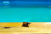 Chasser les guêpes autour de la piscine