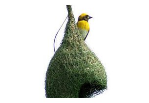 CACOON OISEAU