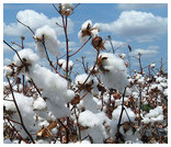 COTON RECYCLABLE