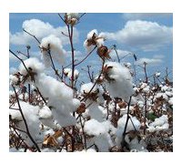 coton recyclable du hamac Palacio