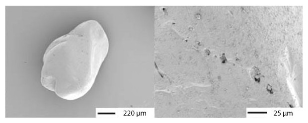 sable filtrant agrandissement microscope