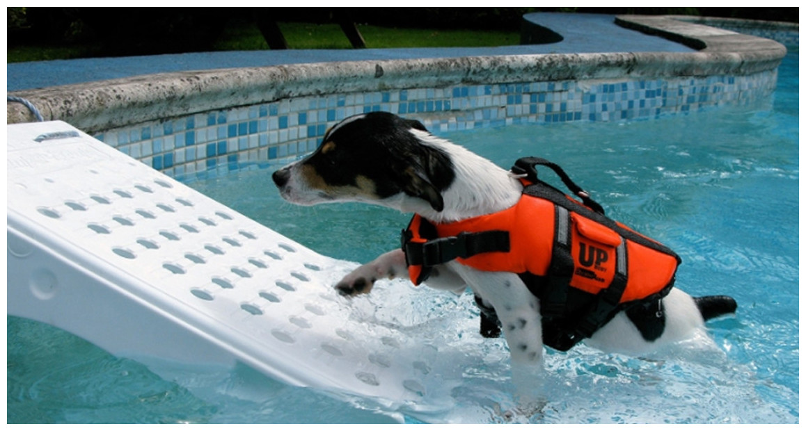 rampe de sécurité pour faciliter la sortie de la piscine des animaux